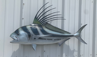 43 Inch Roosterfish Fish Mount Production Proofs - Invoice #21363