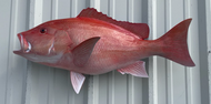 32 Inch Red Snapper Fish Mount Production Proofs - Invoice #21337
