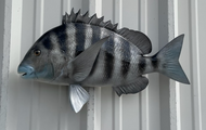 23 Inch Sheepshead Fish Mount Production Proofs - Invoice #21364