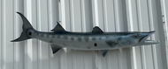 48 Inch Barracuda Fish Mount Production Proofs - Invoice #21323