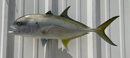 26 Inch Jack Crevalle Fish Mount Production Proofs - Invoice #21429