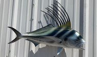 37 Inch Roosterfish Fish Mount Production Proofs - Invoice #21400