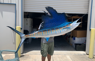 95 Inch Atlantic Sailfish Fish Mount Production Proofs - Invoice #21460