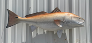 40 Inch Redfish Fish Mount Production Proofs - Invoice #21347