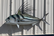 43 Inch Roosterfish Fish Mount Production Proofs - Invoice #21779