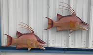 Two 26" Hogfish Full Mount Fish Replica Customer Proofs 21902