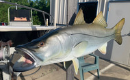 Two 44 Inch Snook Fish Mount Production Proofs - Invoice #21767