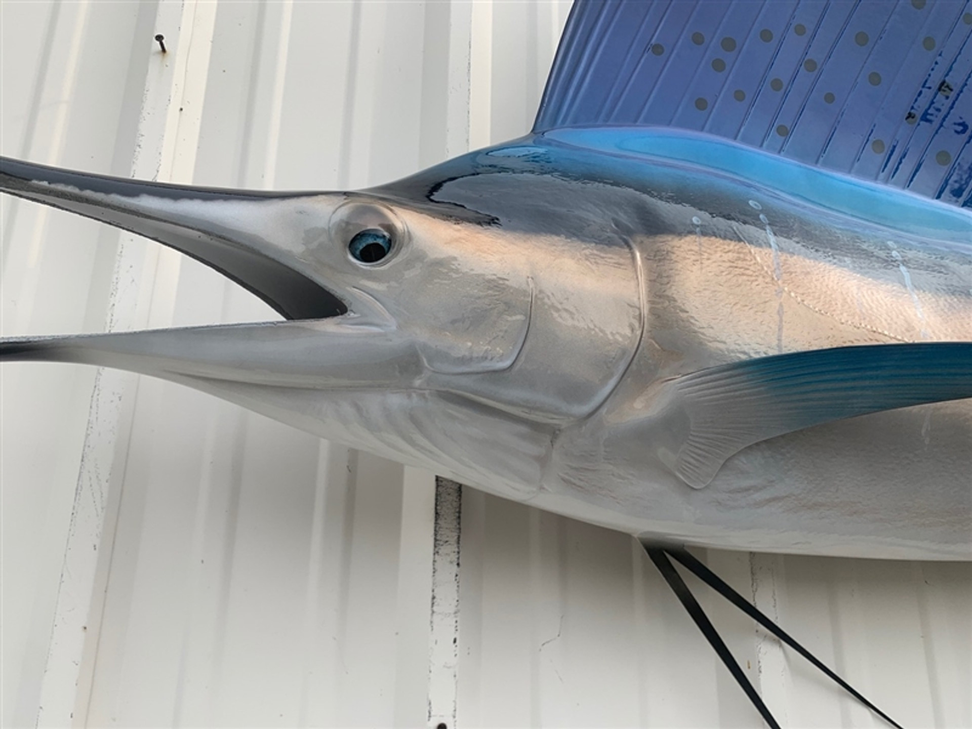 110 Inch Pacific Sailfish Fish Mount Replica Reproduction For Sale