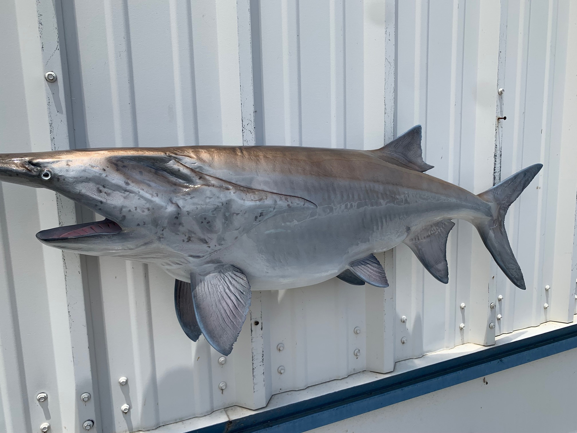 50 Inch Paddlefish Fish Mount Replica Reproduction For Sale