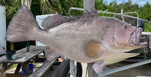 40 Inch Kitty Mitchell Grouper Fish Mount Production Proofs - Invoice ...