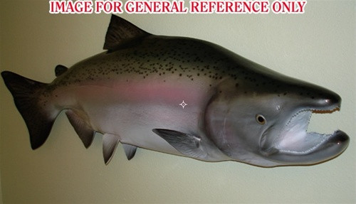 King Salmon Mounts By Mount This Fish King Salmon Full Mounts