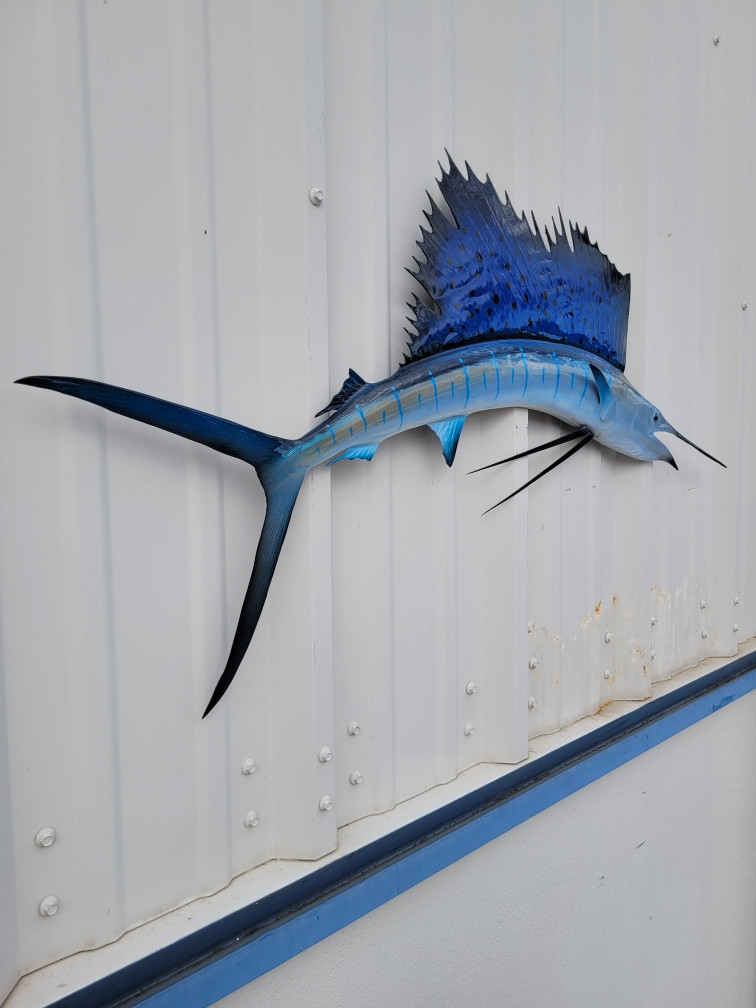 40 Inch Ripped Sailfish Fish Mount 40 Inch Ripped Sailfish Fish Replica