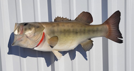 21" Largemouth Bass Full Mount Fish Replica Customer Proofs 22381