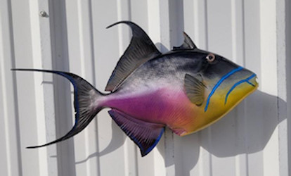 23" Queen Triggerfish Full Mount Fish Replica Customer Proofs 22142