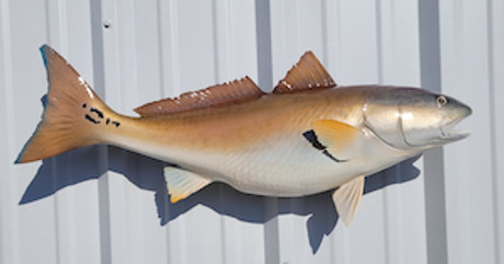 29" SRedfish Full Mount Fish Replica Customer Proofs 22343