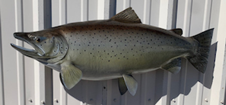36" Brown Trout Full Mount Fish Replica Customer Proofs 21914