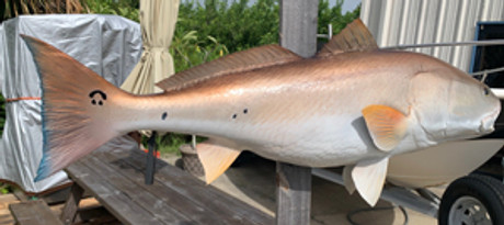 40 Inch Redfish Fish Mount Production Proofs - Invoice #21677 - Mount ...