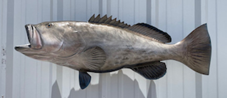 43" Gag Grouper Full Mount Fish Replica Customer Proofs 22790