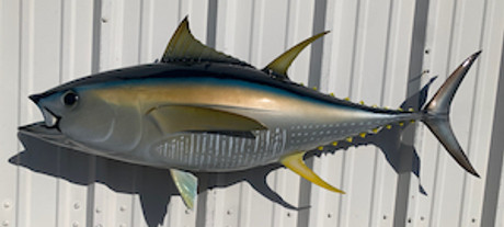 48" Yelowfin Tuna Full Mount Fish Replica Customer Proofs 22042