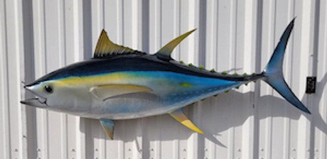 55" Yellowfin Tuna Full Mount Fish Replica Customer Proofs 22136