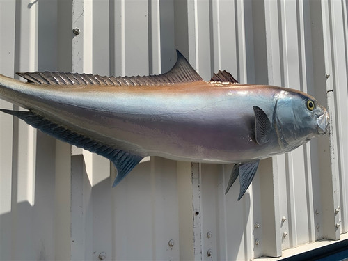 42 Inch Amberjack Full Mount Fish Replica - Flank View