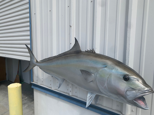 58 Inch Amberjack Fish Mount -Top View 58 Inch Amberjack Fish Mount -Top View
