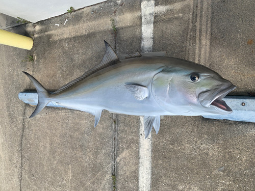 58 Inch Amberjack Fish Mount Replica - Belly View 58 Inch Amberjack Fish Mount Replica - Belly View