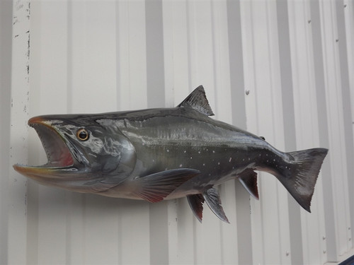 30 Inch Arctic Char Full Mount Replica - Head View 30 Inch Arctic Char Full Mount Replica - Head View