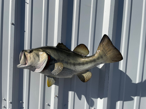 23 Inch Largemouth Bass Fish Replica - Flank View