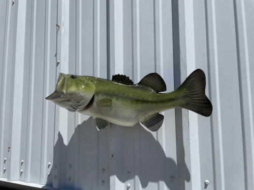 25" Largemouth Bass Full Mount