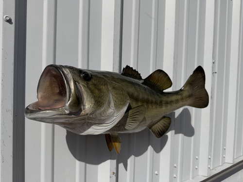 25 Inch Left Facing Largemouth Bass Fish Mount - Head View