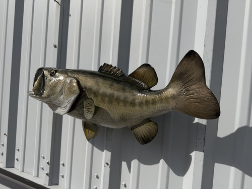 25 Inch Left Facing Largemouth Bass Fish Mount - Flank View