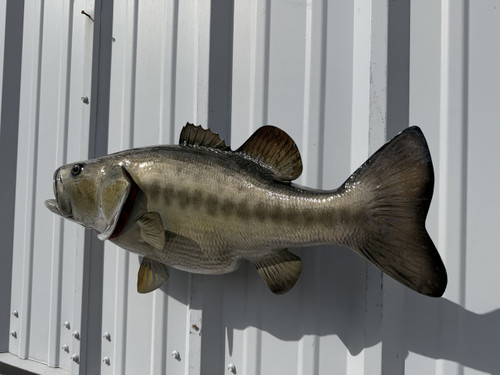 27 Inch Largemouth Bass Fish Mount - Flank View