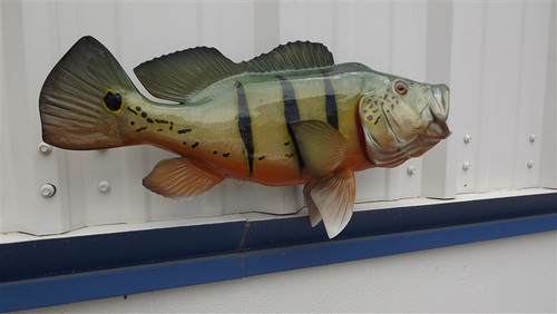 Right Facing 20 Inch Peacock Bass Fish Mount - Flank View Right Facing 20 Inch Peacock Bass Fish Mount - Flank View