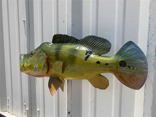 Left Facing 20 Inch Peacock Bass Fish Mount - Flank View Left Facing 20 Inch Peacock Bass Fish Mount - Flank View