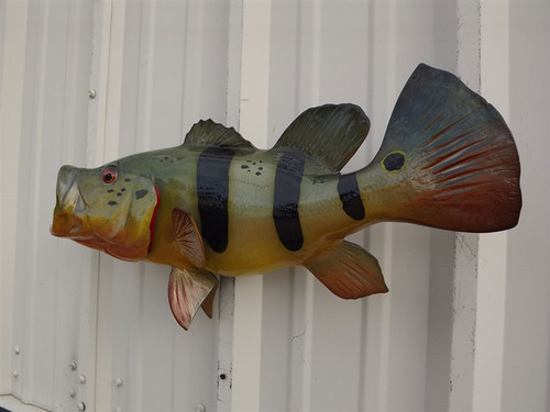 23 inch peacock bass fish replica in stock 23 inch peacock bass fish replica in stock