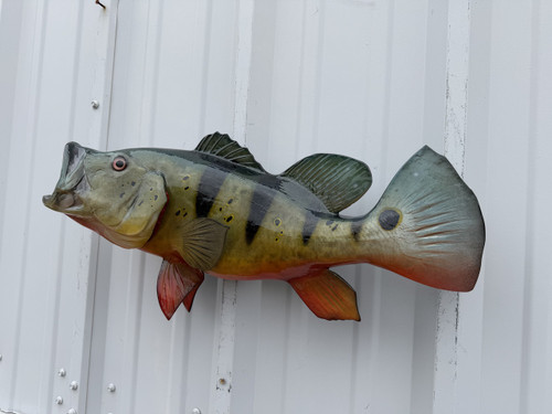 In Stock 23 Inch Peacock Bass Fish Mount - Flank View