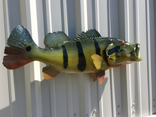 30 Inch Peacock Bass Full Mount Fish Replica - Flank View 30 Inch Peacock Bass Full Mount Fish Replica - Flank View