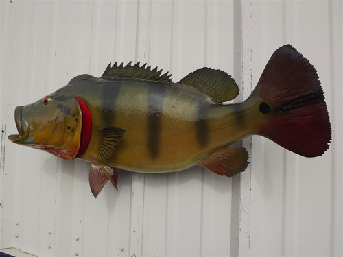 32 Inch Peacock Bass Fish Mount - Flank View 32 Inch Peacock Bass Fish Mount - Flank View