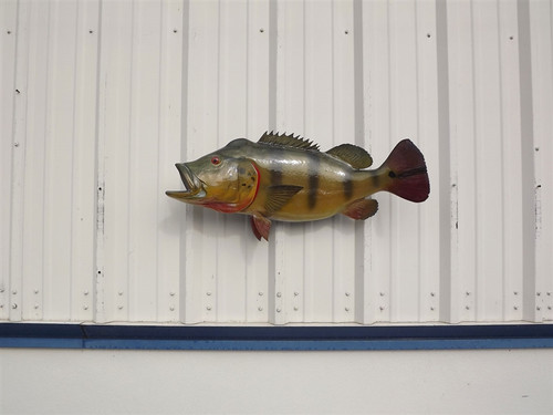 32 Inch Peacock Bass Full Mount Fish Replica 32 Inch Peacock Bass Full Mount Fish Replica
