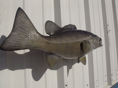20 Inch Smallmouth Bass Full Wall Mount Replica - Flank View