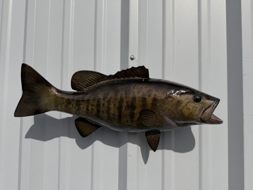 In Stock 20 Inch Smallmouth Bass Brown Full Fish Mount - Side View
