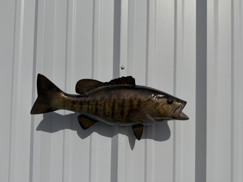 In Stock 20 Inch Smallmouth Bass Brown Fish Mount Replica