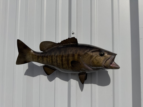 In Stock 20 Inch Smallmouth Bass Brown Full Wall Mount Replica - Head View