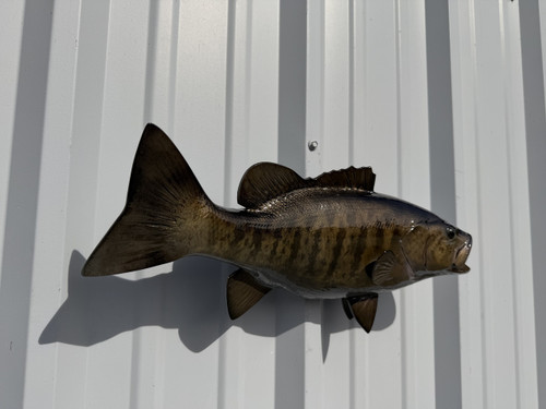 In Stock 20 Inch Smallmouth Bass Brown Full Mount Fish Replica - Flank View