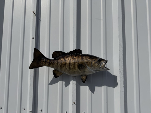 In Stock 20 Inch Smallmouth Bass Fish Mount Replica