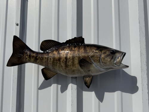 In Stock 20 Inch Smallmouth Bass Full Fish Mount - Side View