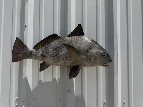 25 Inch Black Drum Fish Full Mount - Side View