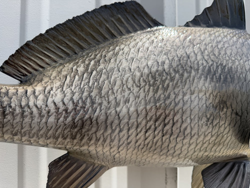 25 Inch Black Drum Fish Mount - Scale Detail