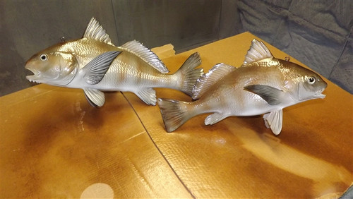 Black Drum 3D Combo Fish Mount Replica - Suspension Mount Black Drum 3D Combo Fish Mount Replica - Suspension Mount